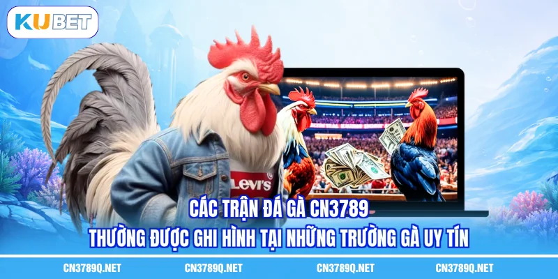 Các trận đá gà CN3789 thường được ghi hình tại những trường gà uy tín
